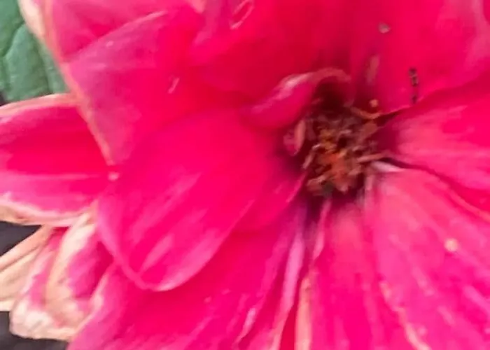 Апартаменты 4 Mit Gemeinsam Dusche Und Kueche Майнц